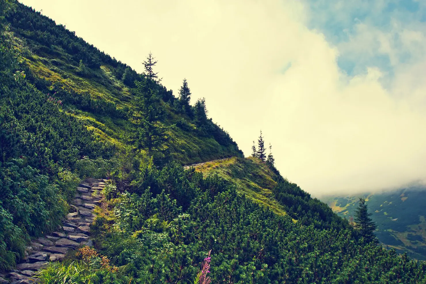 Mcleodganj Triund Bir Tour - Image 1
