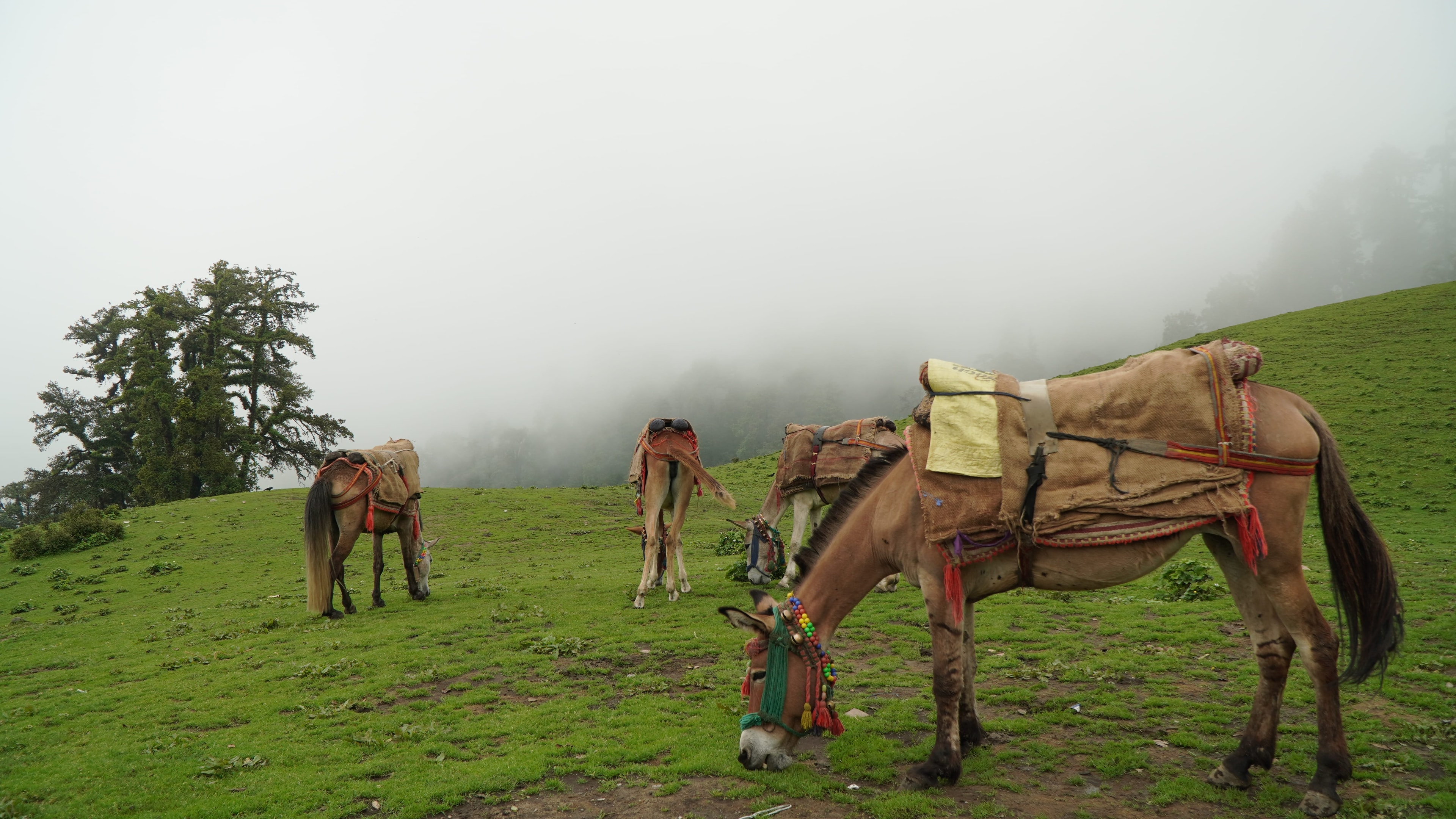 Dayara Bugyal Trek - Alpine Meadow & Peak Exploration - Image 2