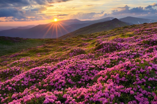 Valley of Flowers Trek - Image 2